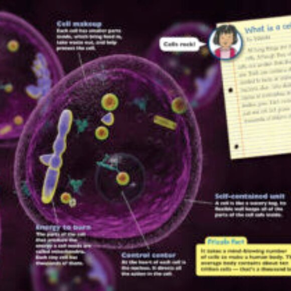 The Magic School Bus The Human Body-BRAND NEW, Last ONE - Picture 3 of 4